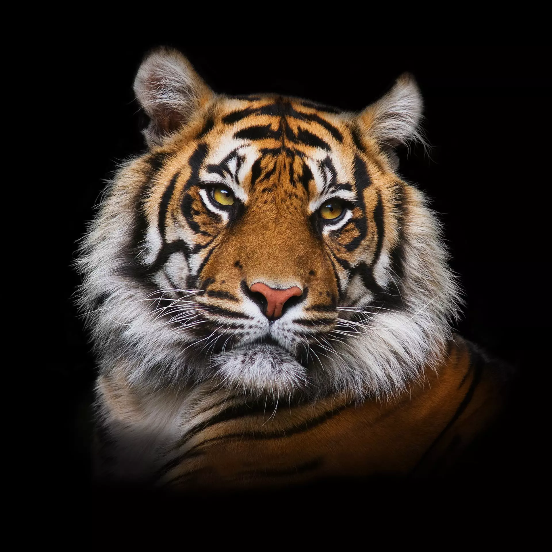 Bild Tiger II Pro-Art Glas 80 x 80 x 1 cm
