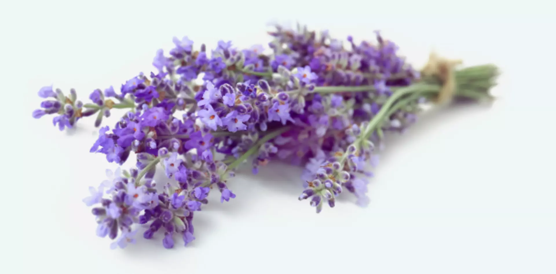 Duftstoff Lavendel