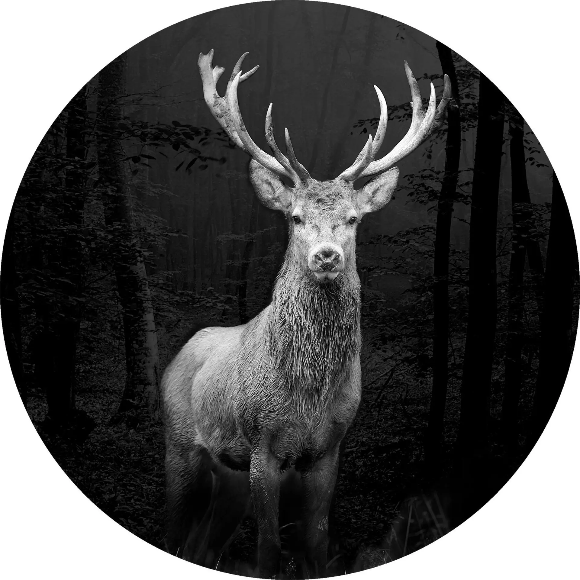 Bild Grey Deer Head Pro-Art Glas 30 x 30 x 1 cm
