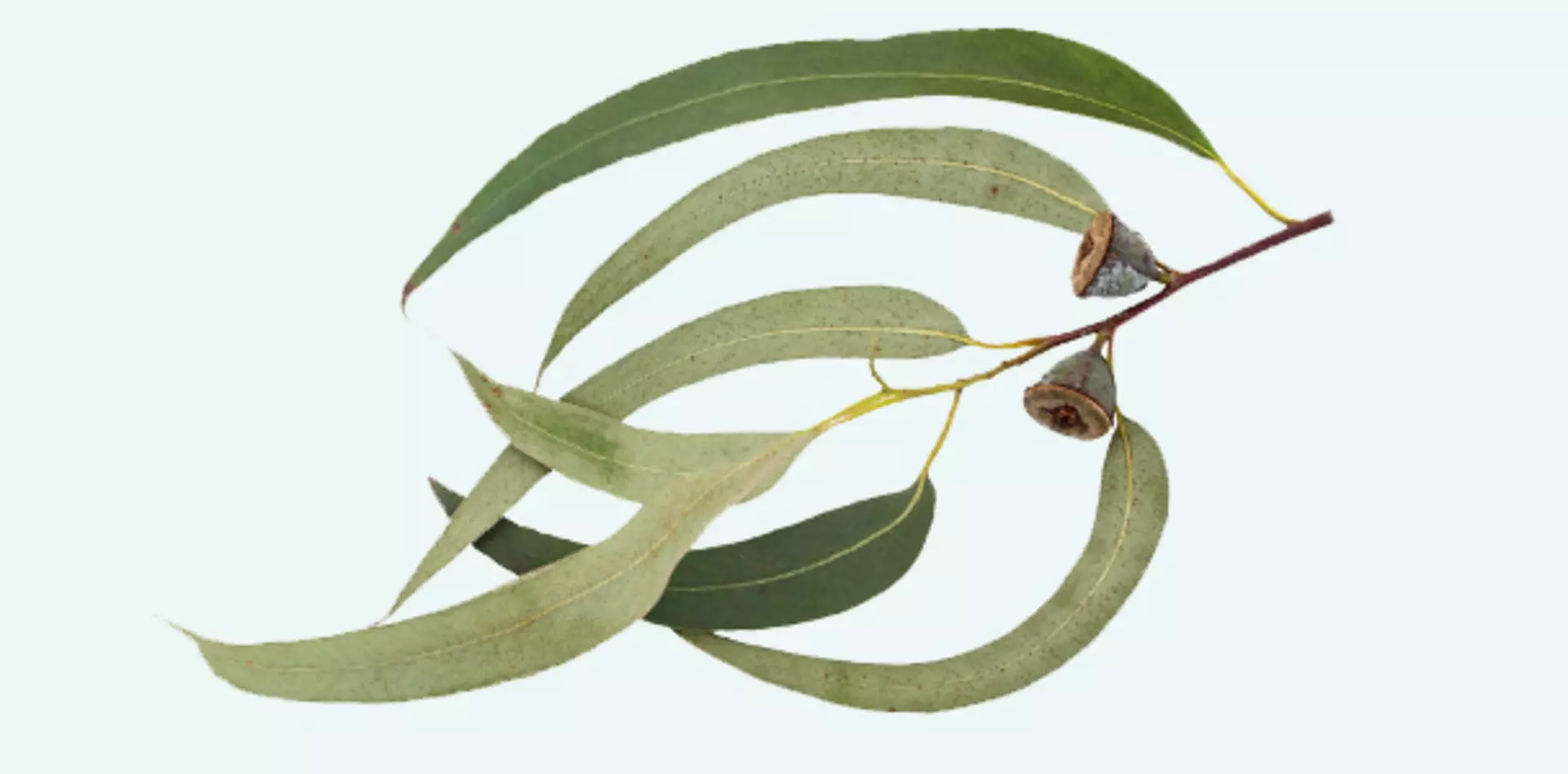 Duftstoff Eukalyptus