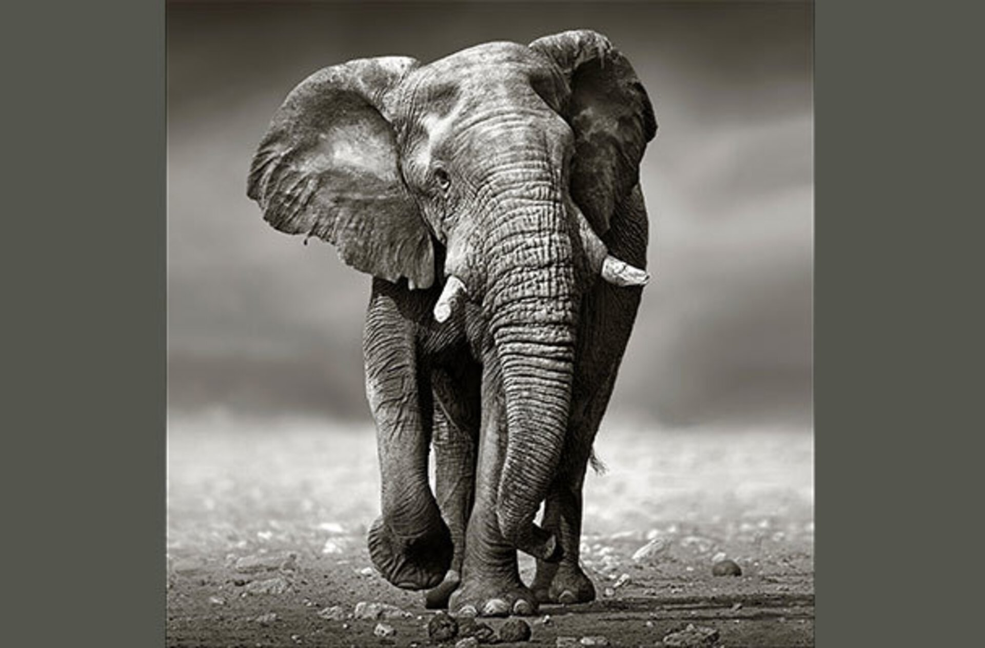 Bild von einem Elefant in schwarz weiß