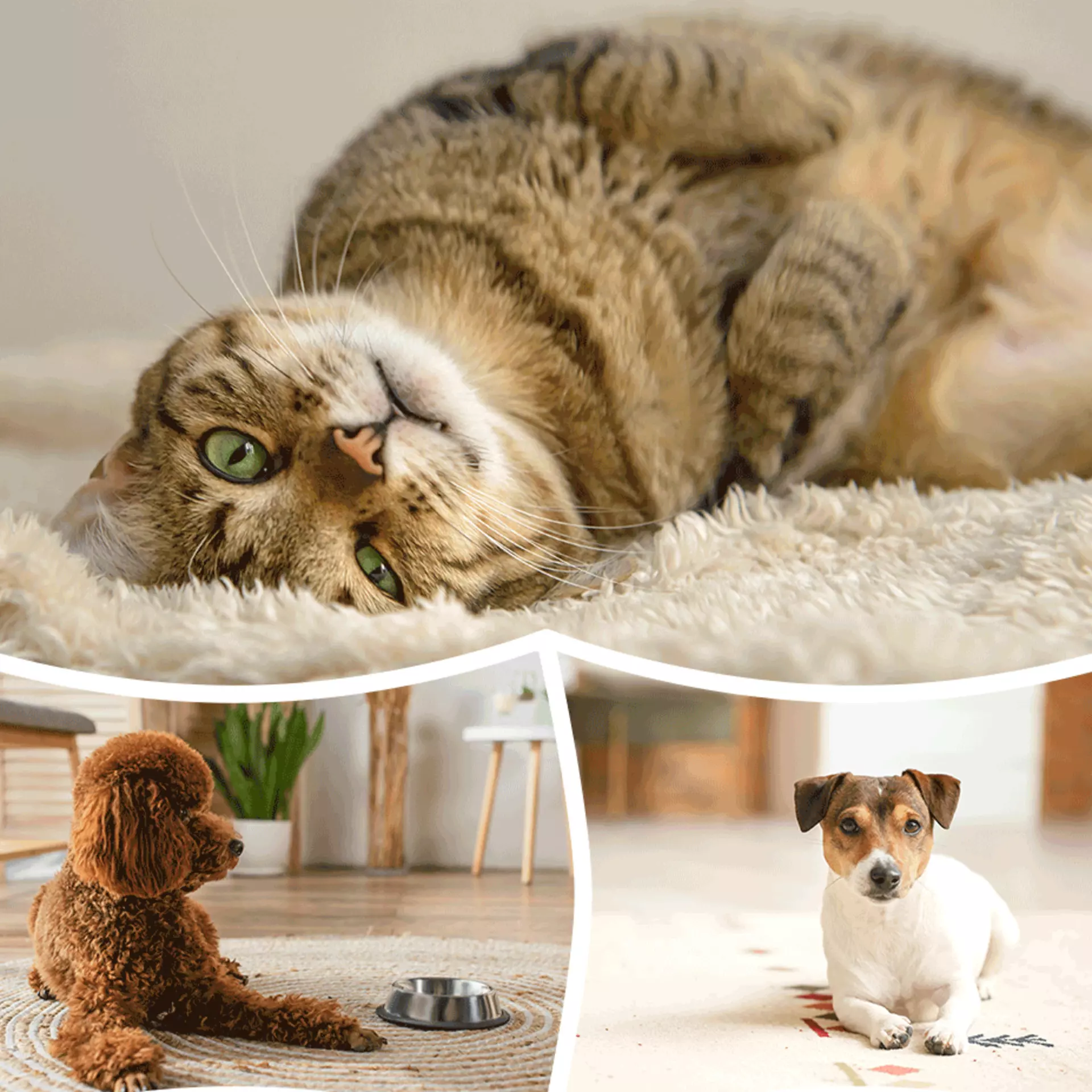 Haustiere & Teppiche, passt das zusammen? Jetzt Tipps und Ideen entdecken