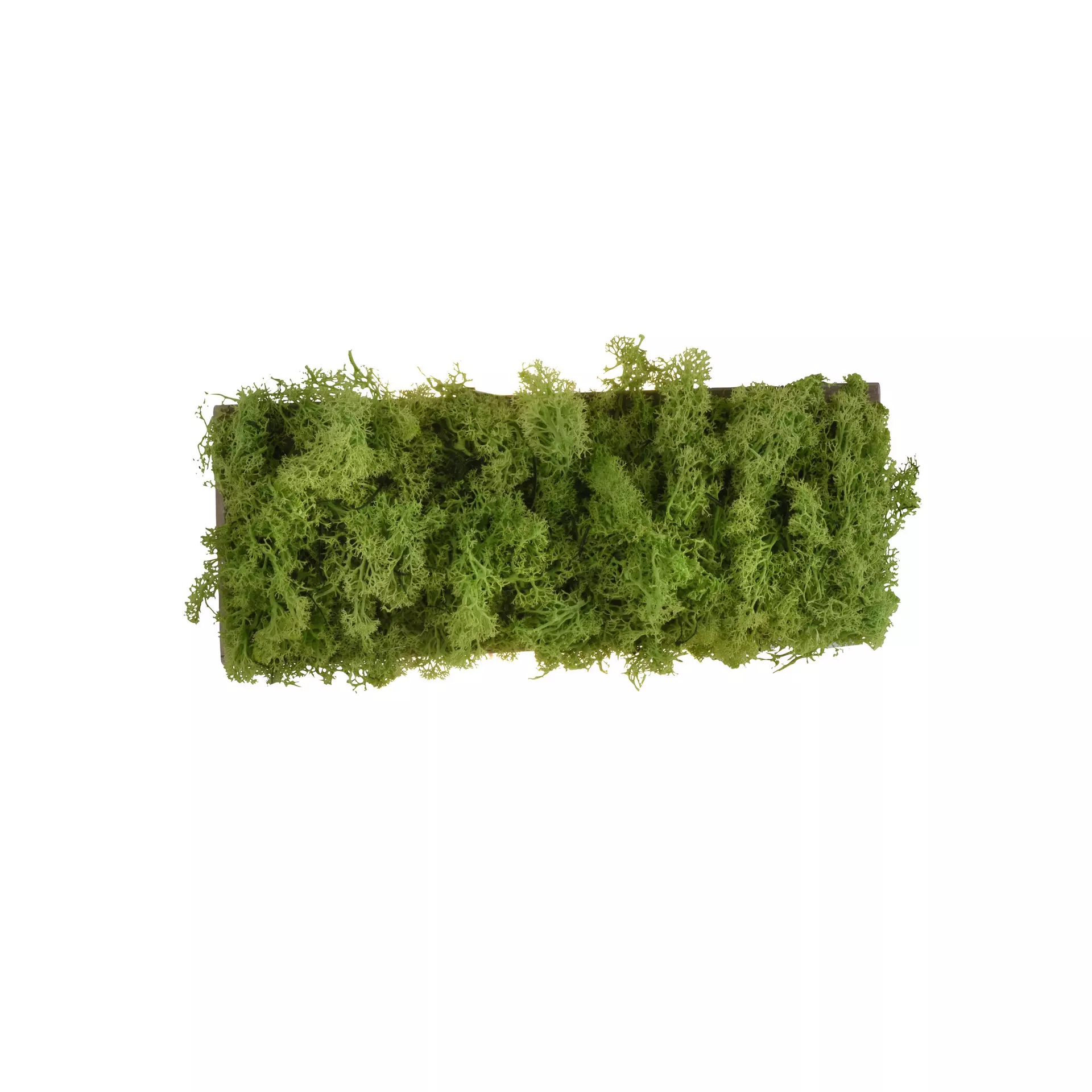 Wandleuchte GREEN CARLO JUST LIGHT Naturmaterialien 6 x 12 x 32 cm