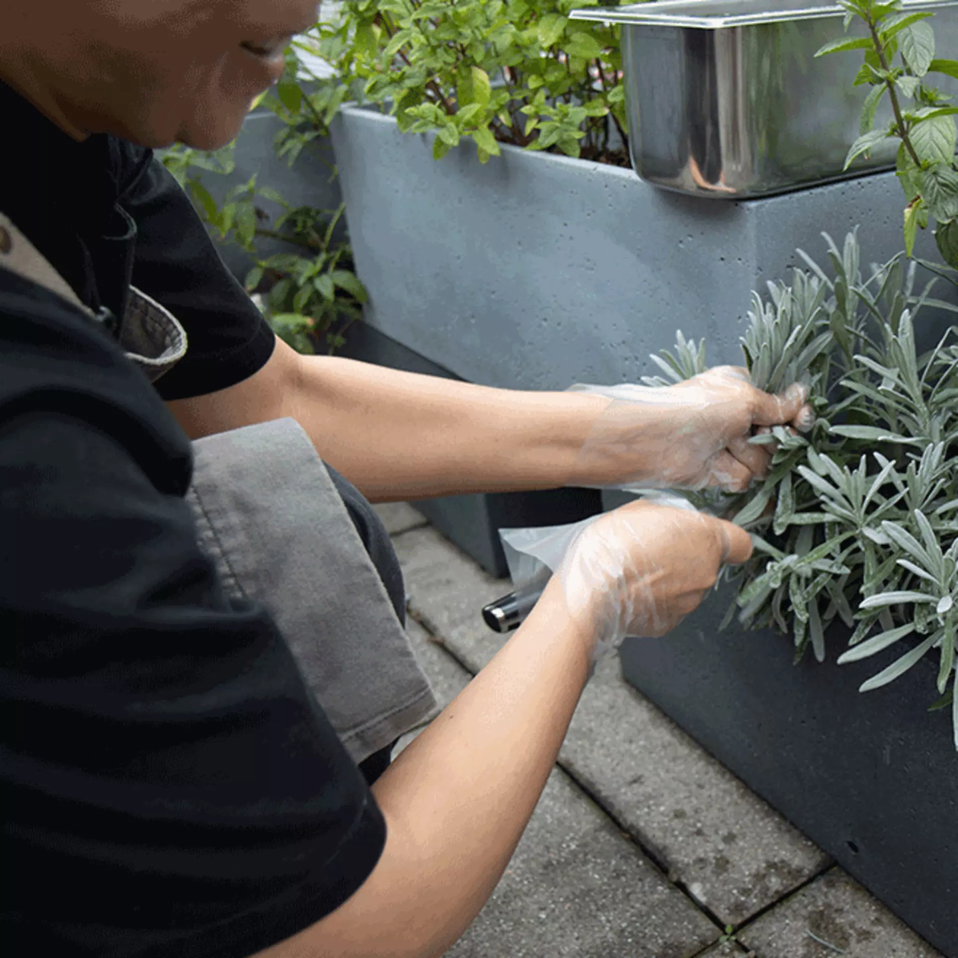 Frische Kräuter aus dem hauseigenen Kräutergarten sind das beste Gewürz