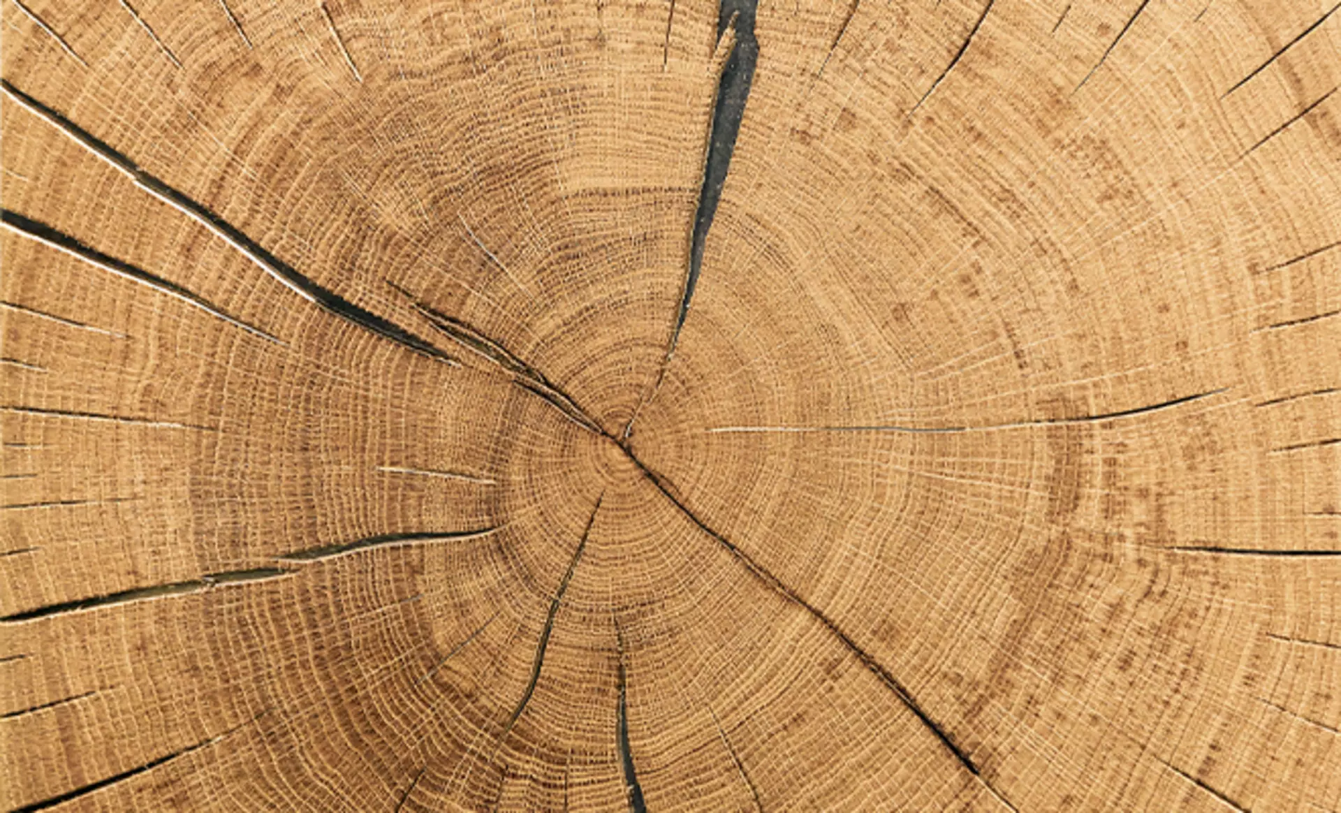 Massivholz ist das Hauptmaterial bei Wöstmann - natürlich gut und nachhaltig